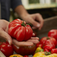 Close-up of hand holding huge RAF tomato