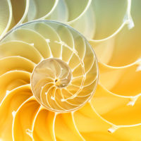 spiral pattern inside of a nautilus shell
