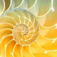 spiral pattern inside of a nautilus shell