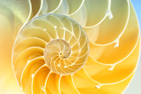 spiral pattern inside of a nautilus shell