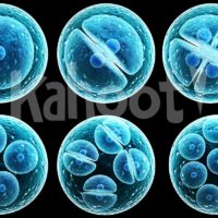 Biology: Cell Cycle