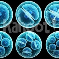 Biology: Cell Cycle