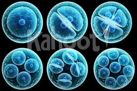 Biology: Cell Cycle