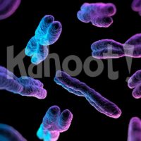 Biology: Meiosis