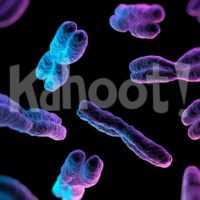 Biology: Meiosis