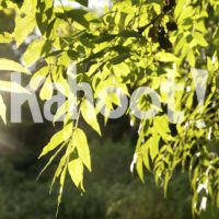 Biology: Photosynthesis