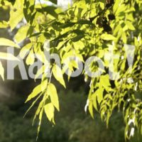Biology: Photosynthesis