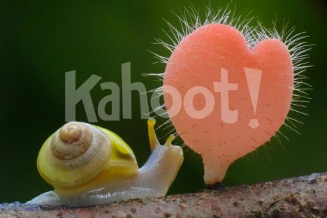 Biology kahoot. Image credit: Pixabay