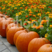 Thanksgiving. Image credit: Pixabay