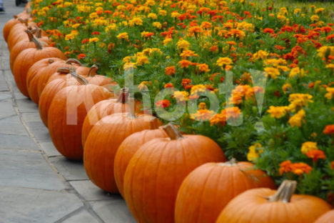 Thanksgiving. Image credit: Pixabay