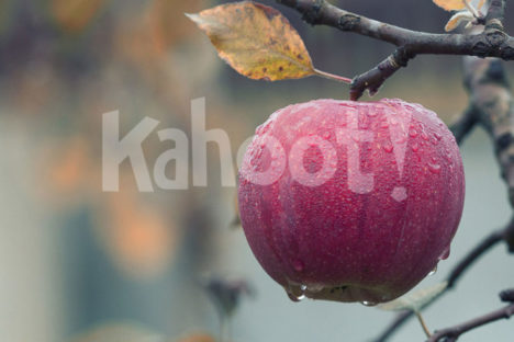 Kahoot! science collection cover image. Image credits: https://pixabay.com/en/apple-fall-juicy-food-autumn-1122537/ CC0