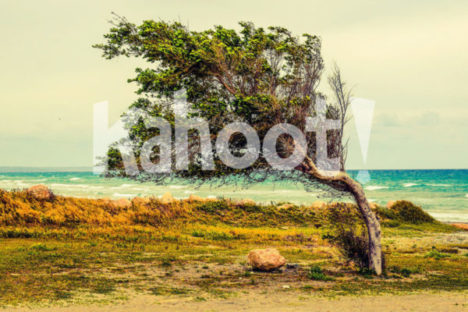 Kahoot! science collection cover image. Image credits: https://pixabay.com/en/tree-beach-sea-wind-scenery-2216284/ CC0