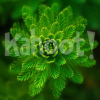 Kahoot! science collection cover image. Image credits:https://pixabay.com/en/water-plant-green-fine-layers-821293/ CC0
