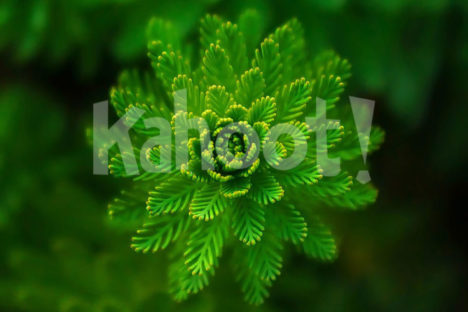 Kahoot! science collection cover image. Image credits:https://pixabay.com/en/water-plant-green-fine-layers-821293/ CC0