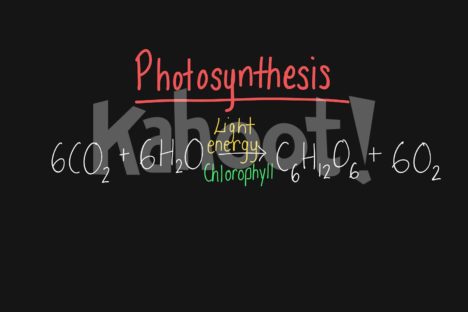 Photosynthesis