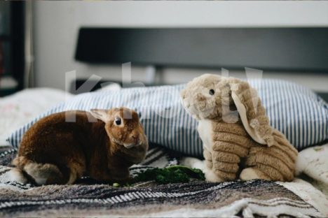 Bunnies. Image credits: Unsplash