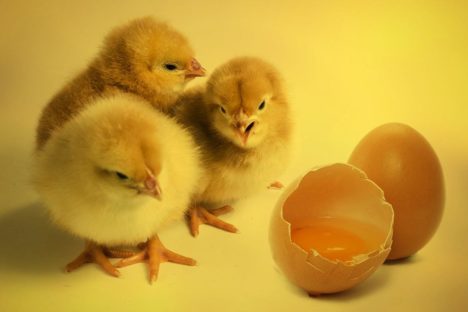 Easter kahoot. Image credits: https://pixabay.com/en/chicks-bird-chickens-chicks-egg-2965846/ CC0