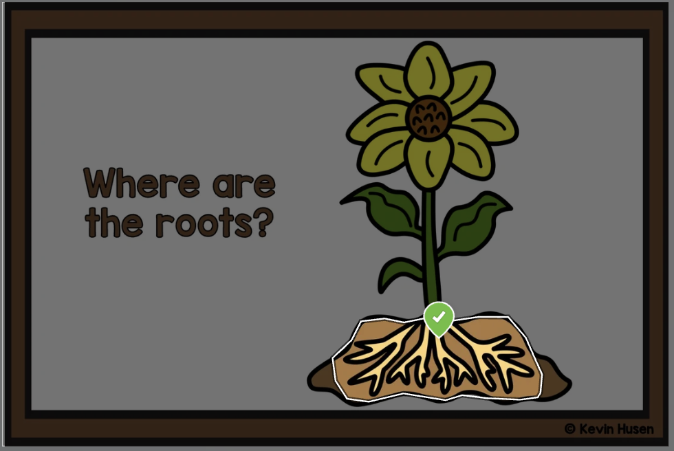 Pin answer question, "Where are the roots" with a picture of a sunflower