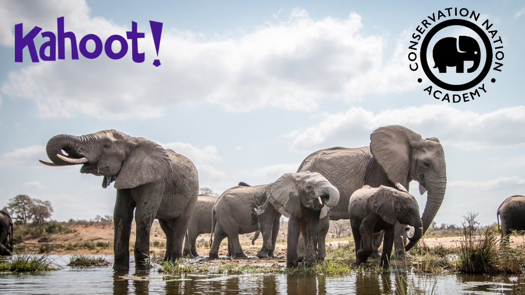Elephants with Conservation Nation Academy and Kahoot! logos
